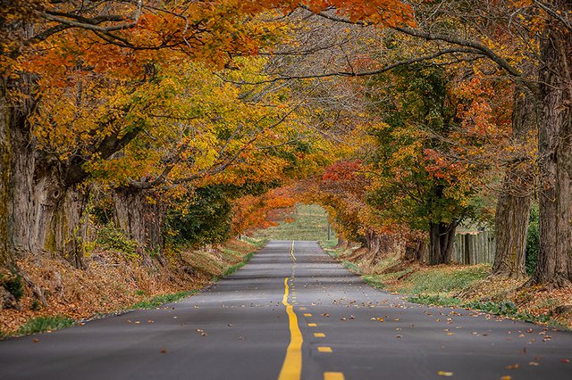 Fall-Colors-Leaves-Shires-1-Brownsburg.jpg