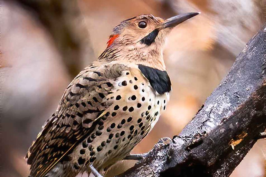 Yellow-shafted-Flicker-1---photo-by-Mike-Blevins.jpg