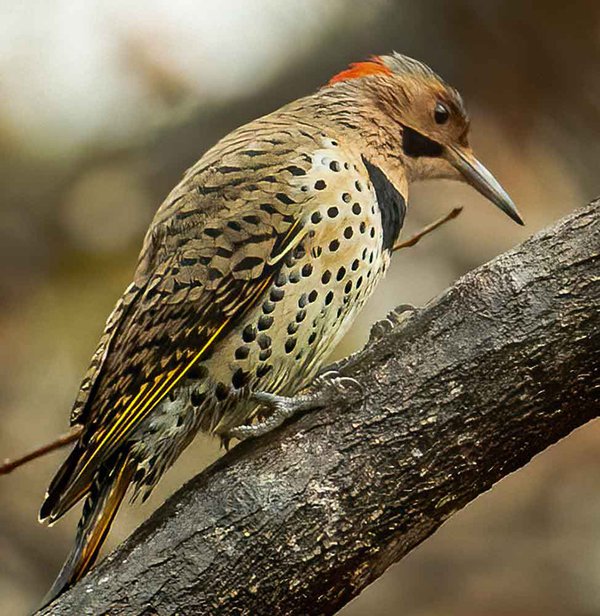 Yellow-shafted-Flicker-2---photo-by-Mike-Blevins.jpg