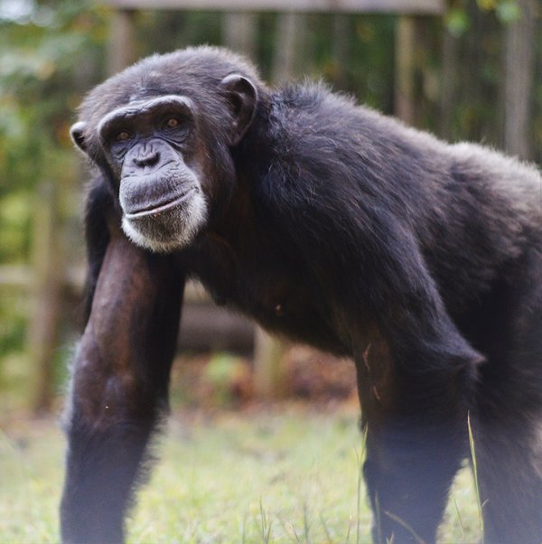 Leaders-by-Nature-Project-Chimps-photo-Tiffany-the-chimp.jpg