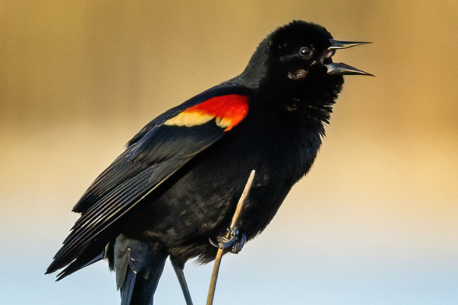 Birds of the Blue Ridge: Red-winged Blackbird - Blue Ridge Country
