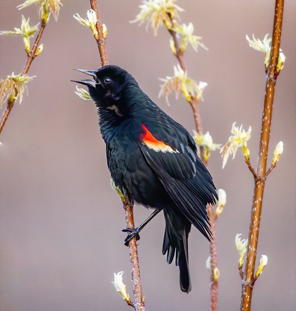 Red-winged-Blackbird-2---photo-by-Mike-Blevins-(1).jpg