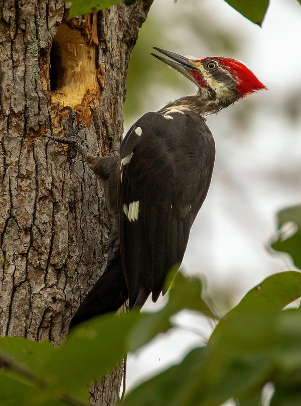Pileated-Woodpecker-male-hard-at-work---photo-by-Mike-Blevins.jpg