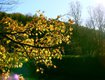 phoca_thumb_l_Autumn-Leaves.jpg