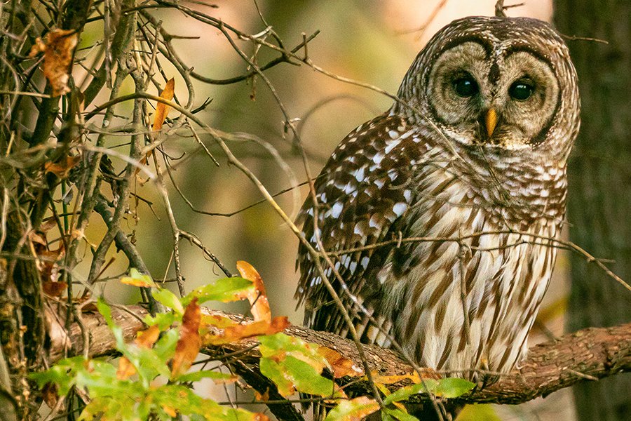 Barred-Owl---photo-by-Mike-Blevins.jpg