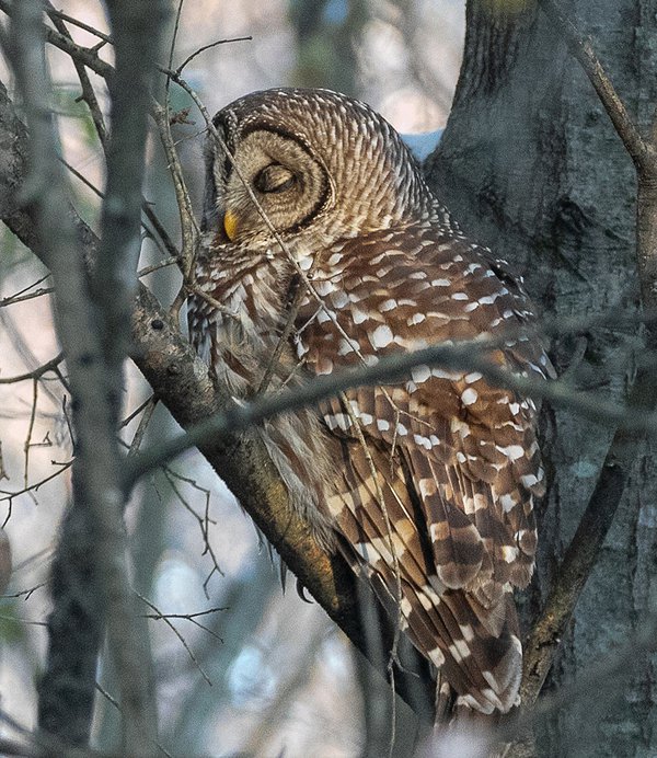 Barred-Owl-napping---photo-by-Mike-Blevins.jpg