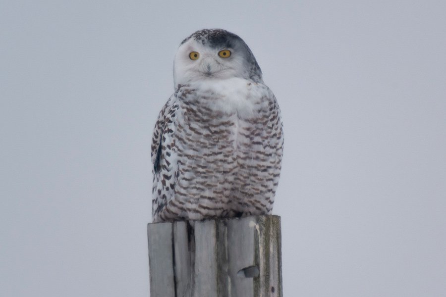 Snowy-Owl---photo-by-Michael-Todd.jpg