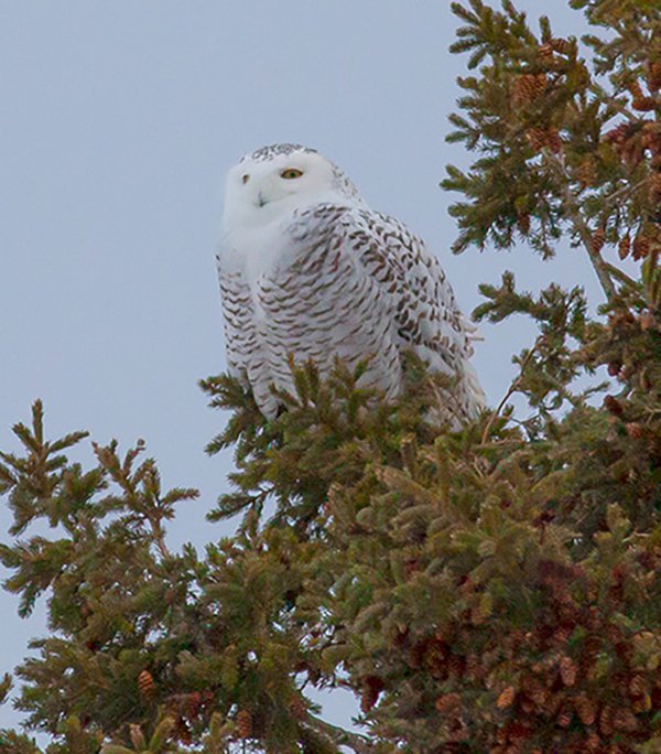 Snowy-Owl-2---photo-by-Michael-Todd.jpg