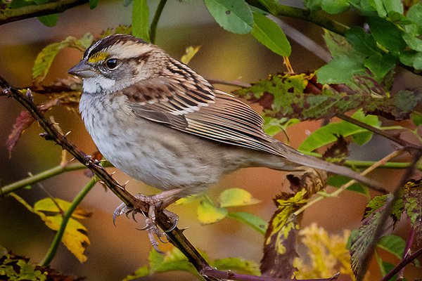 White-throated-Sparrow---photo-by-Mike-Blevins.jpg