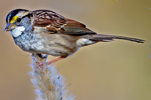 White-throated-Sparrow-4---photo-by-Mike-Blevins.jpg