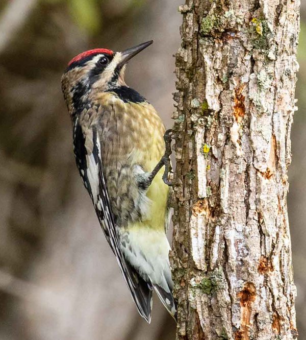 Yellow-bellied-Sapsucker-2---photo-by-Mike-Blevins.jpg
