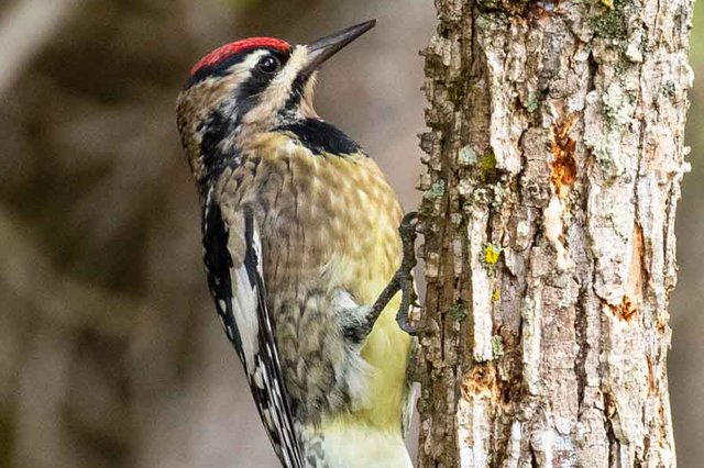 Yellow-bellied-Sapsucker-2---photo-by-Mike-Blevins.jpg