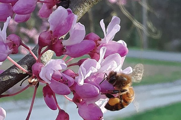 Lilley-Cornett-Woods-Appalachian-Ecological-Research-Station-honeybee.jpg