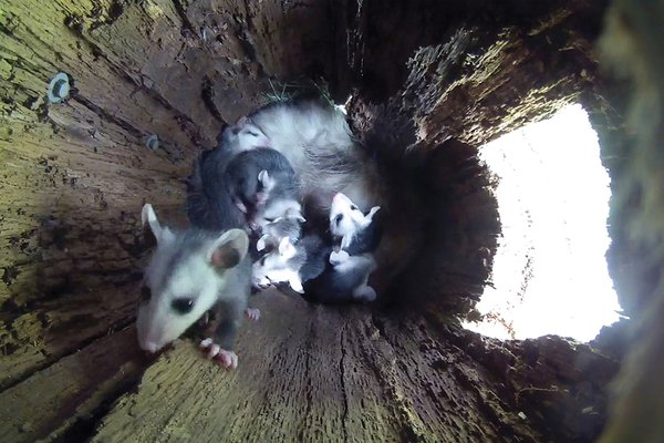 Still-baby-opossum-climbing-wall-DeNoiseAI-standard.jpg