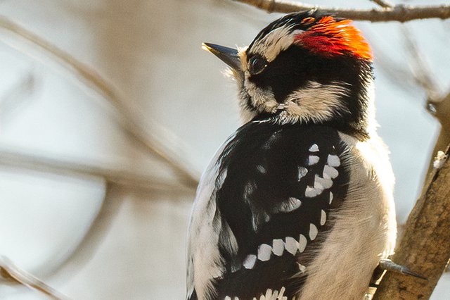 Downy-Woodpecker-male---photo-by-Mike-Blevins.jpg