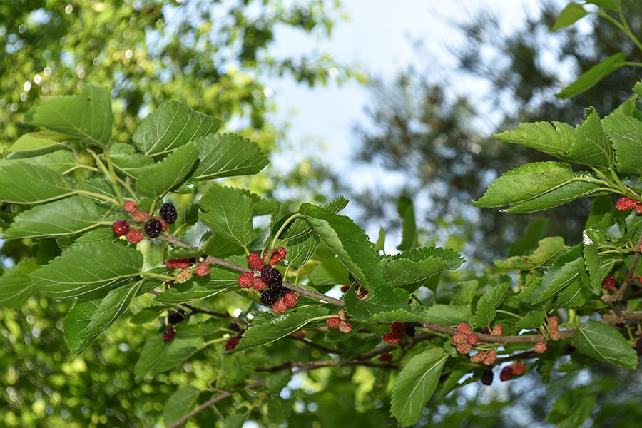 Wild red discount mulberry