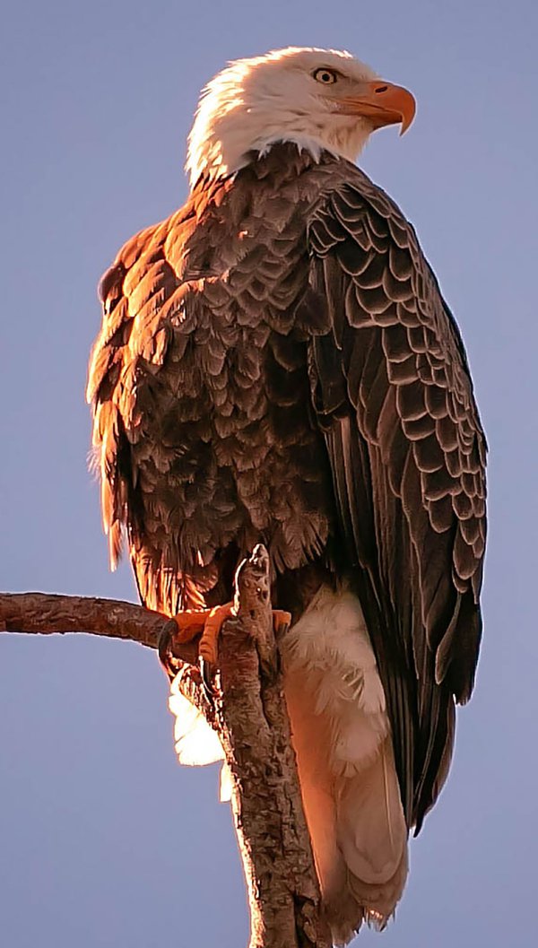 Bald-Eagle-12-by-Mike-Blevins.jpg