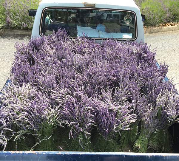 Lavender-bundles.jpg