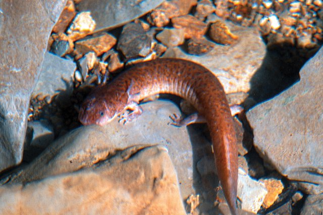 TN-Cave-Salamander-Upper-Section.jpg