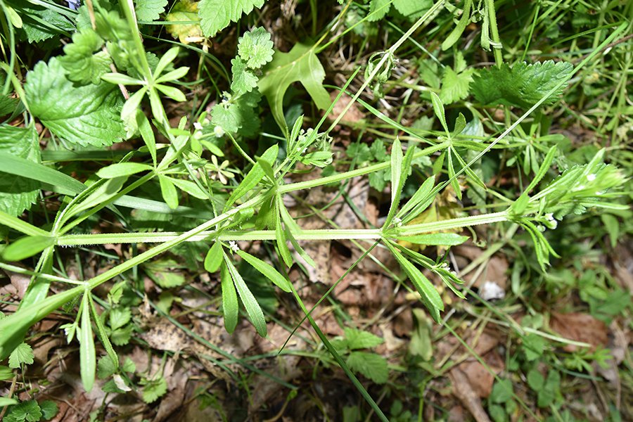 July's Wild Edible: Cleavers - Blue Ridge Country