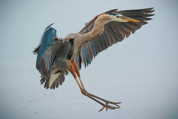 Great-Blue-Heron-2---photo-by-Mike-Blevins.jpg