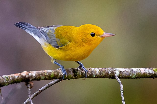 Prothonotary-Warbler---photo-by-Mike-Blevins.jpg