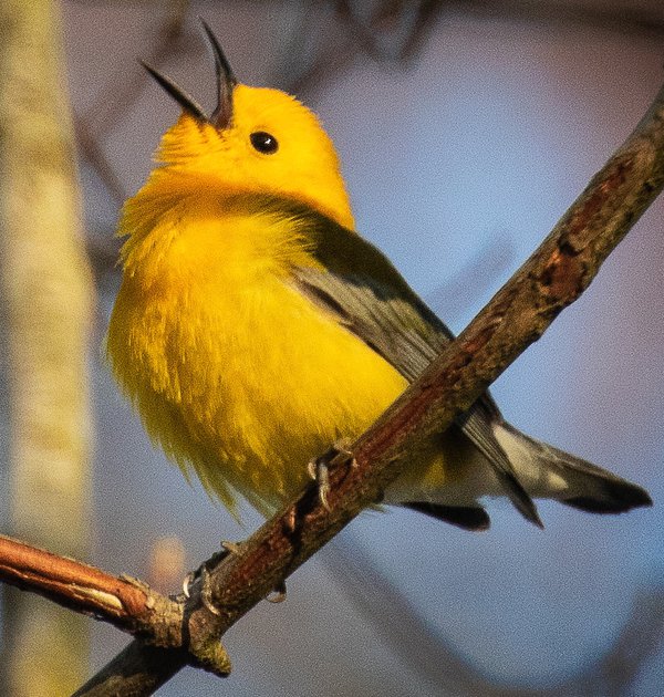 Prothonotary-Warbler-3---photo-by-Mike-Blevins.jpg