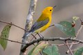 Prothonotary-Warbler-2---photo-by-Mike-Blevins.jpg