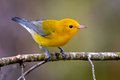 Prothonotary-Warbler---photo-by-Mike-Blevins.jpg