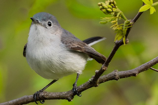 Blue-Gray-Gnatcatcher-2---photo-by-Mike-Blevins.jpg