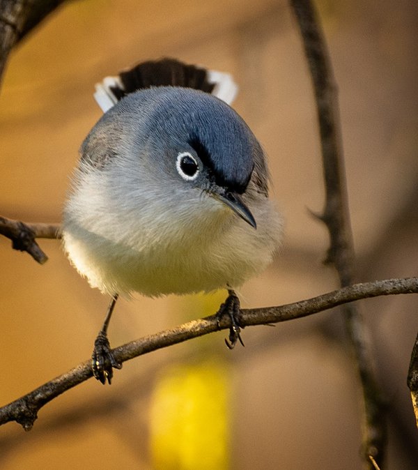 Blue-Gray-Gnatcatcher-5---photo-by-Mike-Blevins.jpg