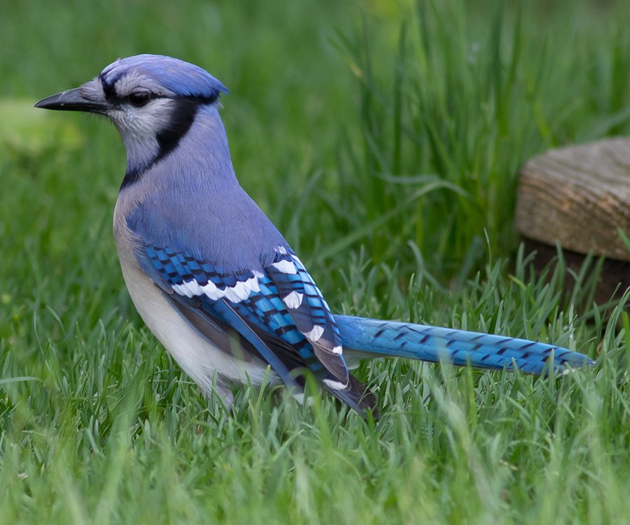 Birds of the Blue Ridge: Blue Jay - Blue Ridge Country