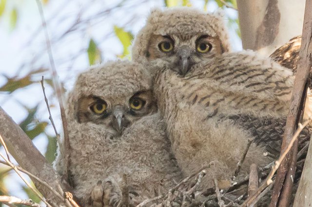 Great-Horned-Owl-chicks---photo-by-KSNaturePhotography.jpg