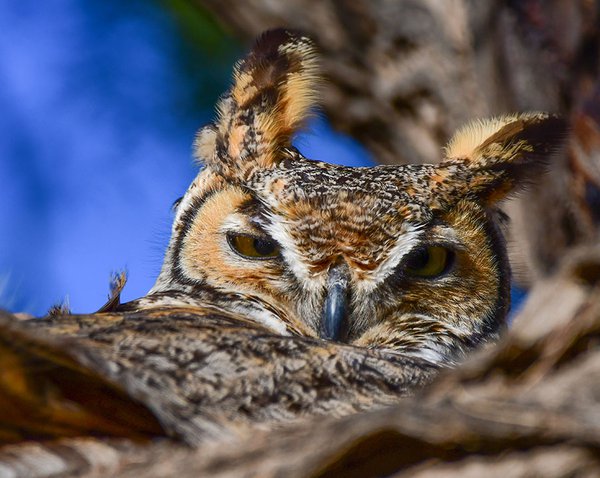 Great-Horned-Owl_female_sitting_on_nest---photo-by-Robin-Edwards.jpg