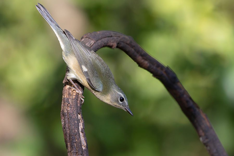 Black-throated-Blue-Warbler-female---photo-by-Michael-Todd.jpg