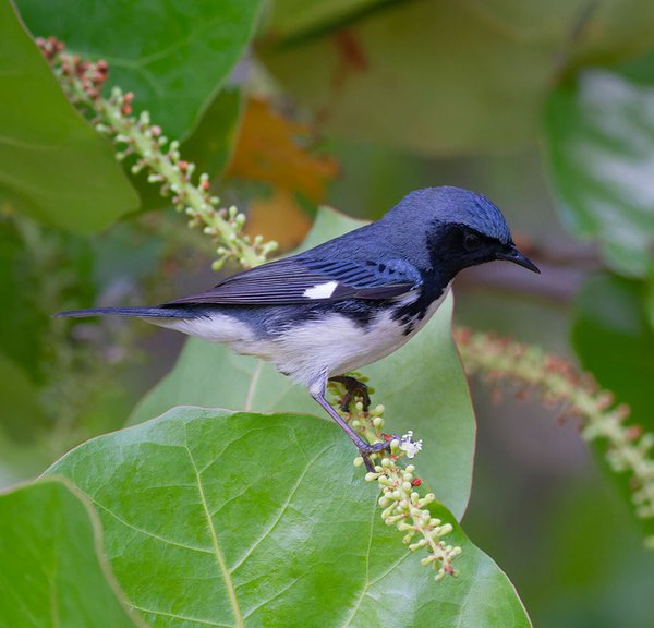 Black-throated-Blue-Warbler-male---photo-by-Michael-Todd.jpg