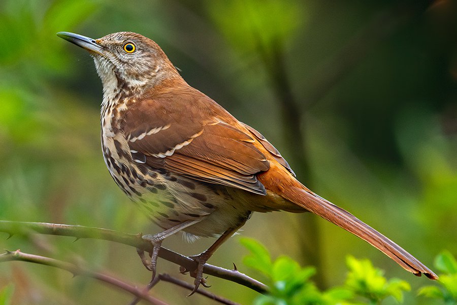 Birds of the Blue Ridge Brown Thrasher Blue Ridge Country