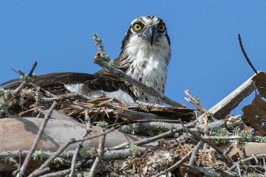 Osprey-on-nest---photo-by-Mike-Blevins.jpg