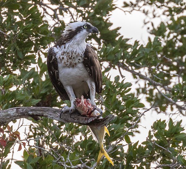Osprey-w-fish---photo-by-Mike-Blevins.jpg