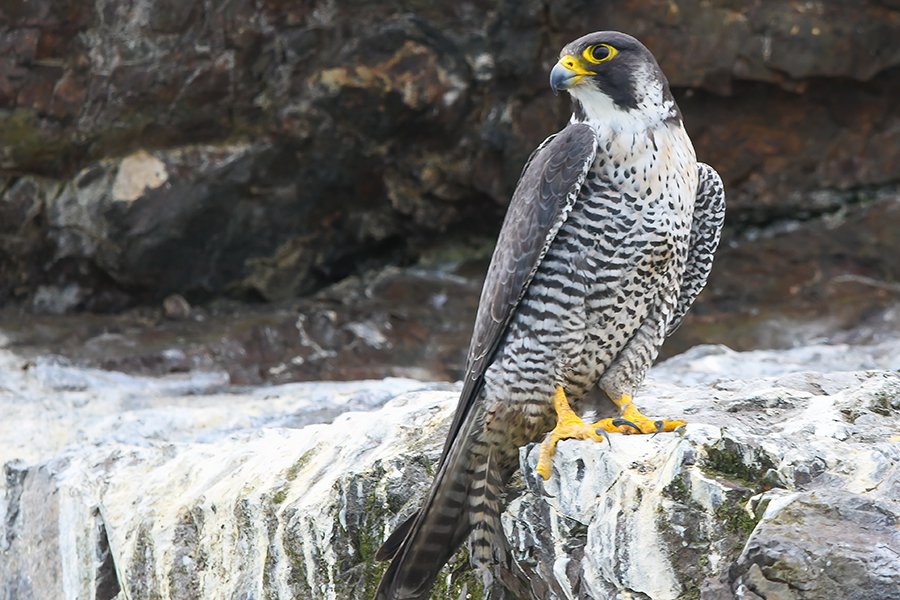 Peregrine-Falcon---photo-by-Robin-Edwards.jpg
