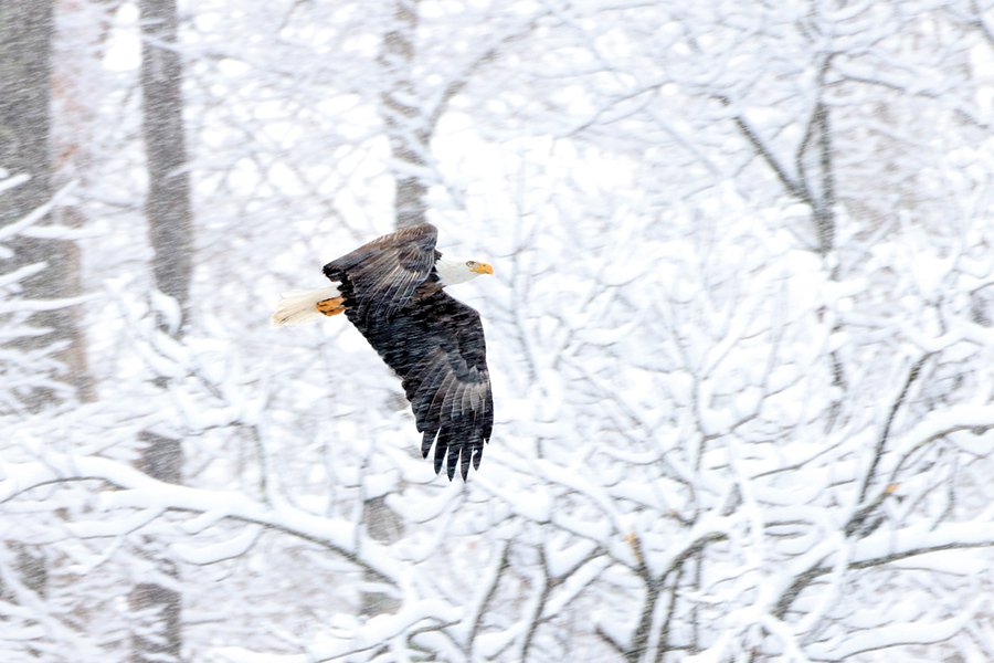 bald-eagle-along-Watauga-River-Carter-County-TN-3.jpg