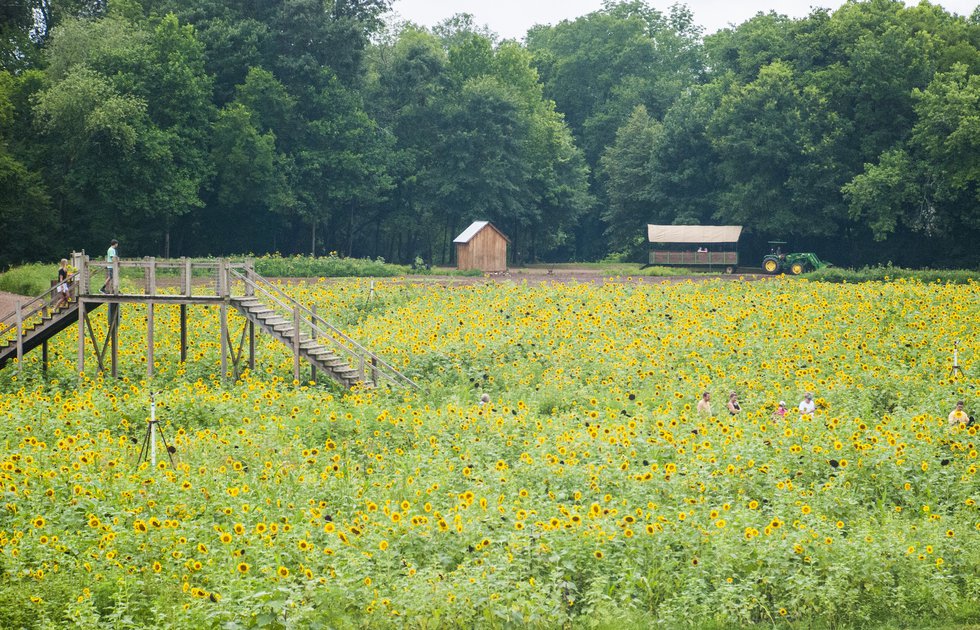 Copper Creek Farm - Sunflowers.jpg