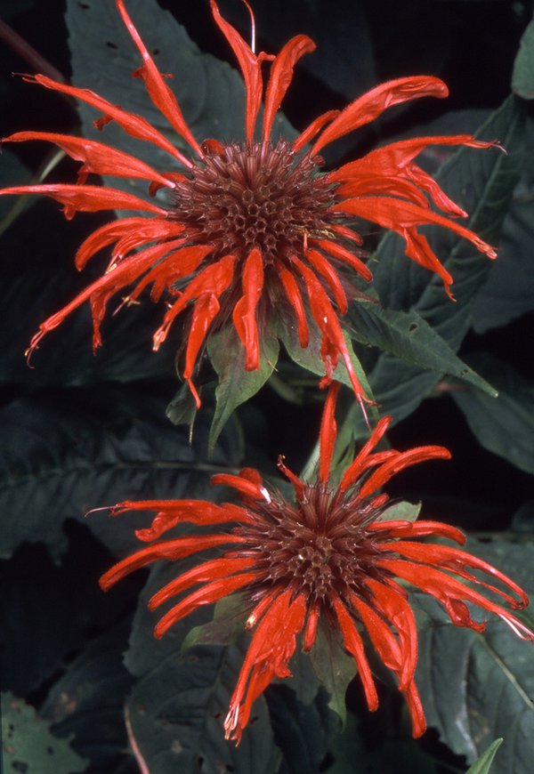 7-2024beebalm--credit-Joe-Cook.jpg