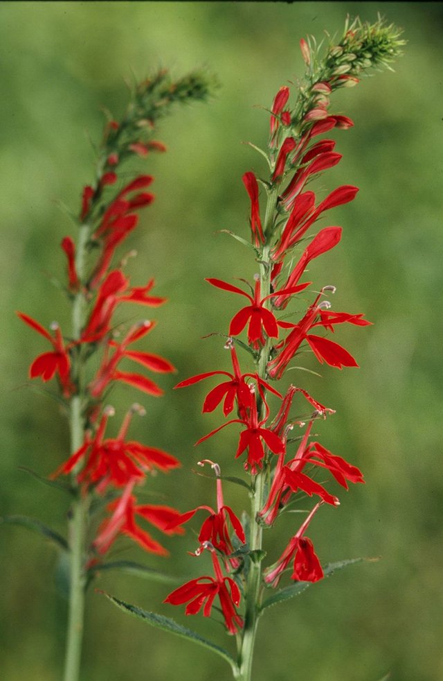 8-2024cardinalflower--credit-Joe-Cook-&-Monica-Sheppard.jpg