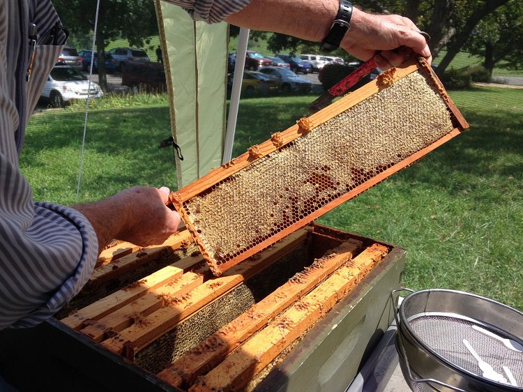 SK National Honeybee Day 02.jpg