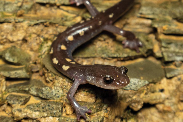 yellow-spotted-woodland-salamander---Frank-Gebhard.jpg