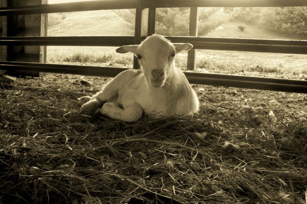 sheep in living room