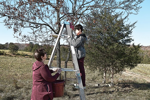 1.-Elaine-steadies-ladder-as-Sam-picks-persimmons.jpg