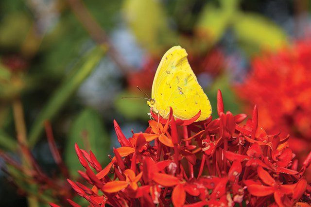 Orig-Cloudless-Sulphur-0003.jpg