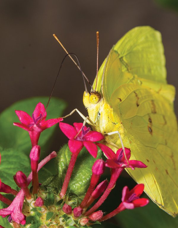 Orig-Cloudless-Sulphur-0009.jpg